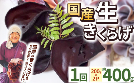 【期間限定】生きくらげ 200g×2P ともちゃん農園 | きくらげ 生きくらげ 食物繊維 鉄分 カルシウム ビタミンD カリウム アミノ酸 低カロリー ダイエット中でも安心 高血圧予防 ふるさと 納税 栃木県 那珂川町 送料無料