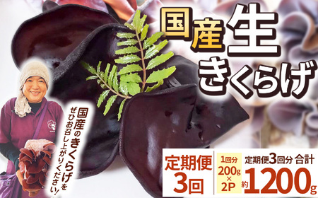 【先行予約】【期間限定】【定期便3回】生きくらげ 200g×2P ともちゃん農園 |定期便 きくらげ 生きくらげ 食物繊維 鉄分 カルシウム ビタミンD カリウム アミノ酸 低カロリー ダイエット中でも安心 高血圧予防 ふるさと 納税 栃木県 那珂川町 送料無料