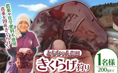 【2026年先行予約】きくらげ狩り1名様 ともちゃん農園 |きくらげ きくらげ狩り 体験  食物繊維 鉄分 カルシウム ビタミンD カリウム アミノ酸  高血圧予防 ふるさと 納税 栃木県 那珂川町 送料無料
