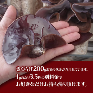 【2026年先行予約】きくらげ狩り1名様 ともちゃん農園 |きくらげ きくらげ狩り 体験  食物繊維 鉄分 カルシウム ビタミンD カリウム アミノ酸  高血圧予防 ふるさと 納税 栃木県 那珂川町 送料無料