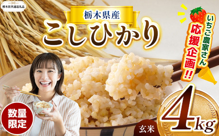 【令和7年度】【栃木県共通返礼品】【数量限定】令和7年度 栃木県産コシヒカリ 4kg | 数量限定こしひかり  玄米 米 ごはん 玄米真空パック ふるさと納税 那珂川町 栃木県