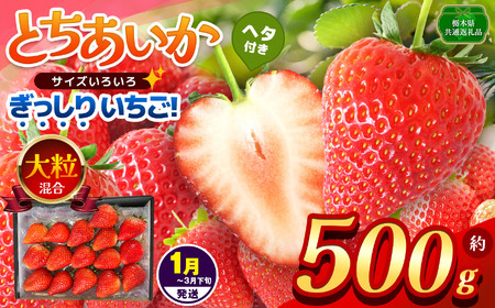 【栃木県共通返礼品】【1~3月発送分】ぎっしり とちあいか 大粒（サイズ不揃い） 約500g | いちご とちあいか ぎっしり サイズ 不揃い 大粒 新鮮 甘い  数量 限定 美味しい 果物 共通返礼品 フルーツ デザート 栃木県 那珂川町 送料無料