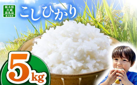 【栃木県共通返礼品】【令和7年度産】栃木県産コシヒカリ 5kg | ふるさと 納税 コシヒカリ お米 精米 白米 玄米 大粒 共通返礼品 送料無料 那珂川町 栃木県