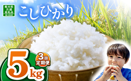 【栃木県共通返礼品】【令和7年度産】栃木県産コシヒカリ 15kg |定期便 ふるさと 納税 コシヒカリ お米 精米 白米 玄米 大粒 共通返礼品 送料無料 那珂川町 栃木県