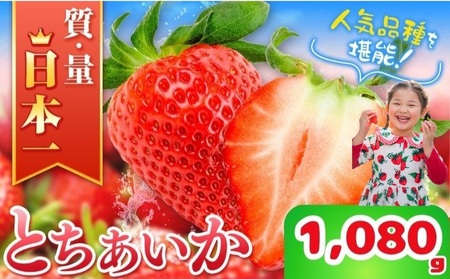 【先行予約】那珂川町産とちあいか 270ｇ×4Ｐ | 2025年 2026年 先行予約 苺 イチゴ 大粒 甘い 贈答用 数量限定 果物 フルーツデザート 人気 贅沢 たっぷり 大容量 朝採れ当日発送 栃木県 那珂川町 送料無料