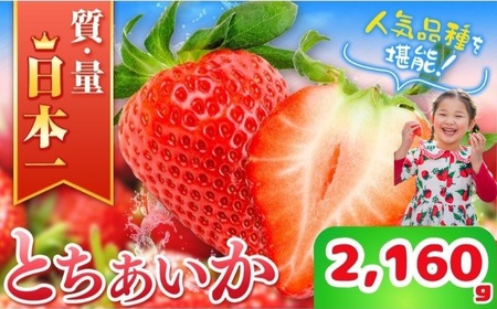 【先行予約】那珂川町産とちあいか 270ｇ×4Ｐ×2 | 2025年 2026年 先行予約 苺 イチゴ 大粒 甘い 贈答用 数量限定 果物 フルーツデザート 人気 贅沢 たっぷり 大容量 朝採れ当日発送 栃木県 那珂川町 送料無料