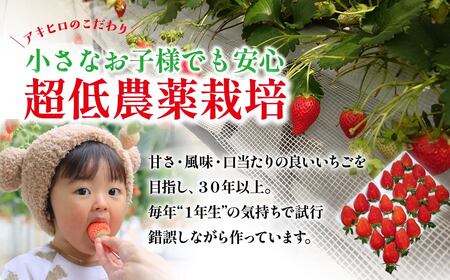 【先行予約】家庭用いちご やよいひめ 約280g×４パック（箱入り）いちご 群馬県 前橋市
