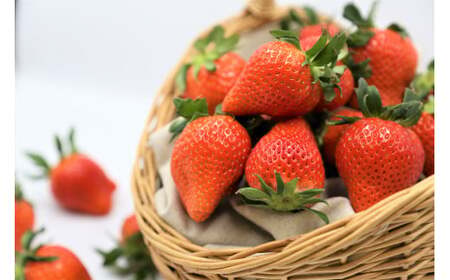 【2026年産】定期便 3ヶ月連続 いちご やよいひめ 約800g×3回 計2.4Kg 2026年2月より発送開始 いちご 群馬県 前橋市