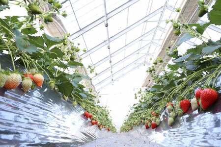 【2026年産】定期便 3ヶ月連続 いちご やよいひめ 約800g×3回 計2.4Kg 2026年2月より発送開始 いちご 群馬県 前橋市