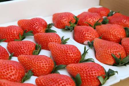 【2026年産】定期便 3ヶ月連続 いちご やよいひめ 約800g×3回 計2.4Kg 2026年2月より発送開始 いちご 群馬県 前橋市