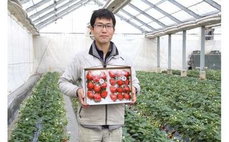 いちご 箱入り大粒いちご 『やよいひめ』 約800g いちご 群馬県 前橋市