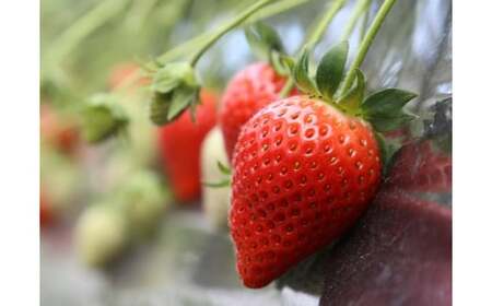 いちご 箱入り大粒いちご 『やよいひめ』 約800g いちご 群馬県 前橋市