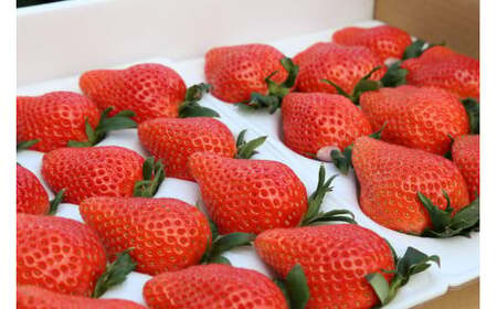 いちご 箱入り大粒いちご 『やよいひめ』 約800g いちご 群馬県 前橋市