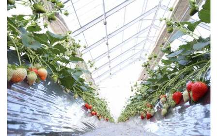 いちご 箱入り大粒いちご 『やよいひめ』 約800g いちご 群馬県 前橋市