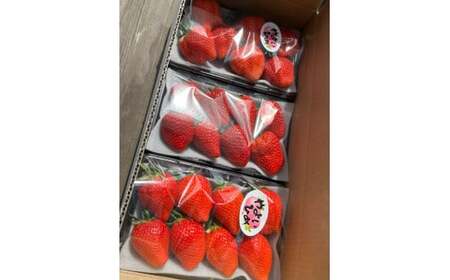 【先行予約】 いちご 「やよいひめ」と「おすすめのいちご」 320ｇ×3トレー 群馬県 前橋市