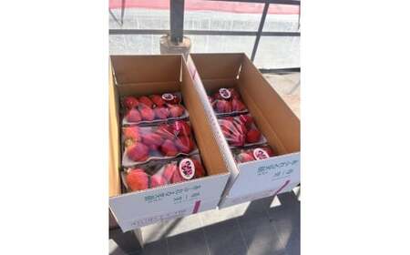 【先行予約】 いちご 「やよいひめ」と「おすすめのいちご」 320ｇ×3トレー 群馬県 前橋市