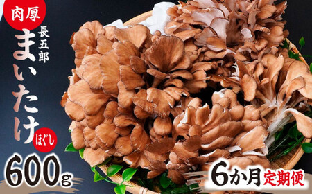 【6ヶ月定期便】長五郎 まいたけ ほぐし 300g×2 計3.6kg | まいたけ まいたけ まいたけ まいたけ まいたけ