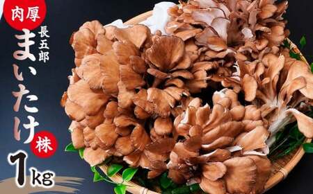 長五郎 まいたけ かぶ 500g×2 | まいたけ まいたけ まいたけ まいたけ まいたけ