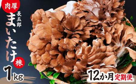 【12ヶ月定期便】長五郎 まいたけ かぶ 500g×2 計12kg | まいたけ まいたけ まいたけ まいたけ まいたけ