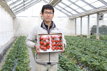 いちご 箱入り大粒いちご 『やよいひめ』 約400g いちご 群馬県 前橋市