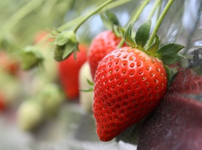 いちご 箱入り大粒いちご 『やよいひめ』 約400g いちご 群馬県 前橋市