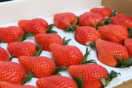 いちご 箱入り大粒いちご 『やよいひめ』 約400g いちご 群馬県 前橋市