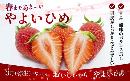 【先行予約】 いちご やよいひめ400g×2 2箱 計1,600g いちご 群馬県 前橋市