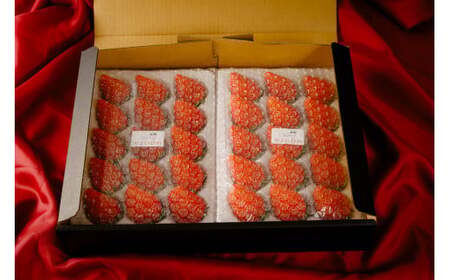 【先行予約】 いちご やよいひめ400g×2 2箱 計1,600g いちご 群馬県 前橋市