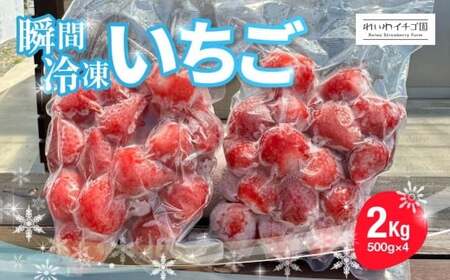 やよいひめ 冷凍いちご 2kg いちご やよいひめ