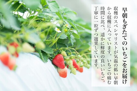 金井いちご園のいちご（やよいひめ）　1箱（大粒いちご約400g×2パック）