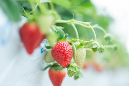 金井いちご園のいちご(やよいひめ) 3箱(大粒いちご約400g×2パック/1箱)