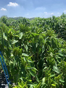 国産旨辛七味『だるまロケッツ ひ～は～』5袋