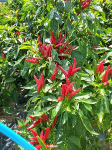 国産旨辛七味『だるまロケッツ ひ～は～』5袋