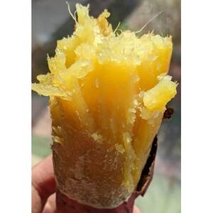 壺焼き芋(遠赤外線効果で時間をかけて焼く蜜芋　1.5kg)【配送不可地域：離島】【1380093】