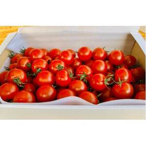 高糖度ミニトマト1kg【1652024】
