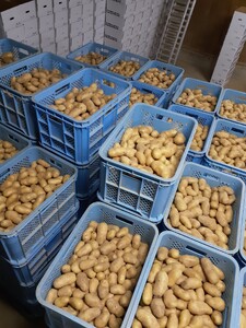 【2024年】北海道上ノ国町産 おいしい馬鈴薯「メークイン」 Mサイズ10㎏　じゃがいも　ジャガイモ　芋　ばれいしょ　バレイショ　野菜