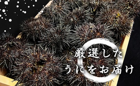 2024年6月発送】北海道産 上ノ国町 塩水生うに（100g×2パック） ウニ