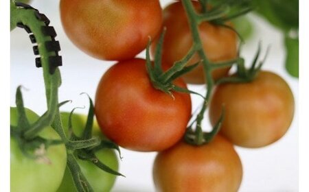 寅福菜園の高リコピントマト「サステナブルトマト」 4㎏