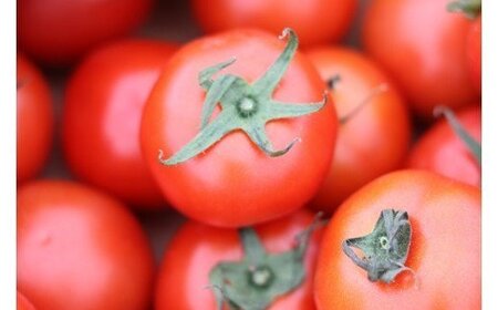 寅福菜園のサステナブルトマト＆ミニトマトセット（各2㎏）