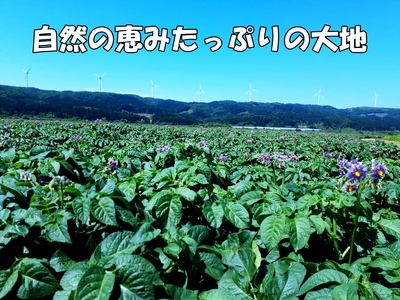 【2025年発送】北海道上ノ国町産 おいしい馬鈴薯「メークイン」　Lサイズ×10㎏