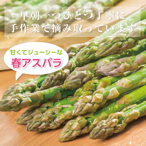 【2026年春発送】刀祢農園の朝採り春アスパラ　M～L（800g）　グリーンアスパラ　朝採れ　農家直送　新鮮　甘い　春野菜　旬野菜　特産品　北海道産