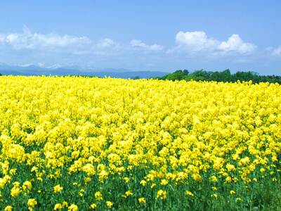 無添加・無調整 生一番搾り菜の花油（100g×3本）　キザキノナタネ　菜種　無農薬　なたね油　手造り　コールドプレス　オレイン酸　調味料　北海道産