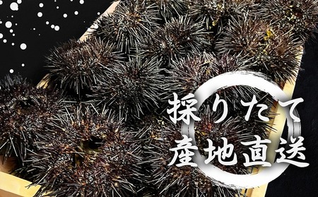 【2026年発送】まるひろ橘水産の折生うに（約250g）　雲丹　ウニ　キタムラサキウニ　人気商品　北海道産うに　北海道産