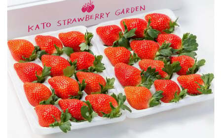 かとういちご園のやよいひめデラックスパック　2パック入り※沖縄・離島への配送不可 ※2026年1月下旬～3月下旬頃に順次発送予定