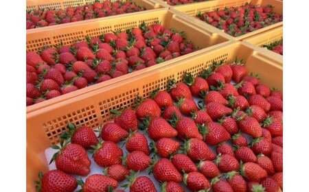 【いちご博総合大賞】やよいひめ 約800g ※2026年1月上旬~4月下旬頃に順次発送予定 ※沖縄・離島への配送不可