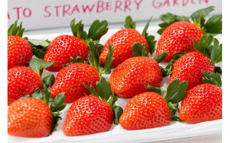 かとういちご園のやよいひめデラックスパック　1パック入り※沖縄・離島への配送不可 ※2026年1月下旬～3月下旬頃に順次発送予定