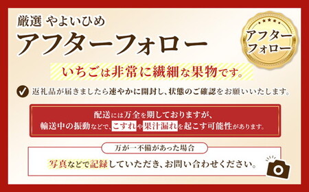 厳選 やよいひめ　プレミアム 2パック ｜ いちご 大粒 高糖度 果物 フルーツ 苺 イチゴ くだもの 新鮮 朝採れ 朝どれ ギフト プレゼント 贈り物 国産 群馬県 伊勢崎市 ※北海道・沖縄・離島への配送不可 ※2026年1月上旬～4月下旬頃に順次発送予定