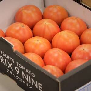 令和8年3月発送開始】糖度9度以上!赤い宝石のようなフルーツトマト