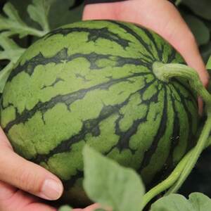 甘さがギュッ!とつまったシャリシャリ食感の藪塚こだまスイカ2玉(令和8年5月~6月発送)_果物・フルーツ すいか スイカ 西瓜_【1213147】