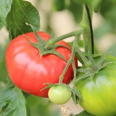 【令和8年3月発送開始】糖度9度以上!赤い宝石のようなフルーツトマト　ブリックスナイントマト4ケース_野菜  トマト _【配送不可地域：離島】【1210034】